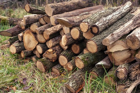 Freshly cut tree logs piled up on the green grass. Logs felled into one pile.の写真素材