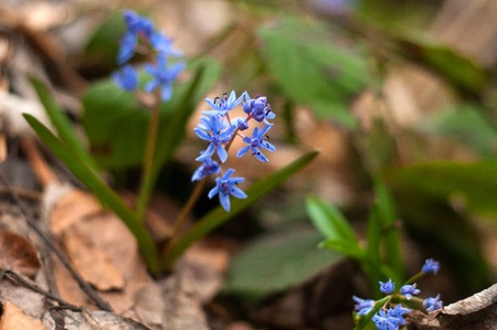 Background of blooming spring flowers. Blue scilla flowers on forest ground.