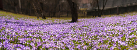 Colorful spring landscape in the Carpathian village with fields of blooming crocuses. Blooming purple flowers in the sunny spring day.の写真素材