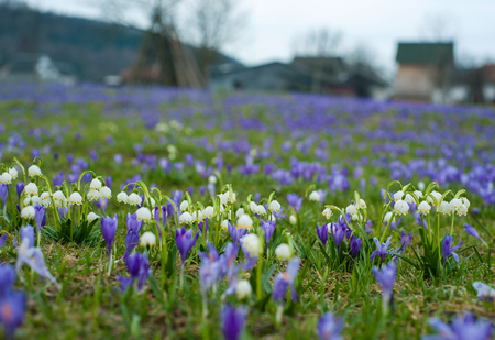 Fields of blooming snowdrops and crocuses flowers. Splendid outdoors scene in the village, Ukraine, Europe. White and purple spring flowers.の写真素材