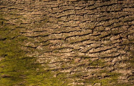 Embossed texture of the bark of oak. Photo of the brown oak texture.