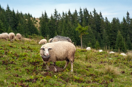 Herd of sheep grazing on green pasture in the mountains. Young white and brown sheep graze on the farm.の写真素材