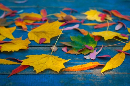 Colorful autumn leaves on blue scuffed boards. Maple leaves on a blue background.の写真素材
