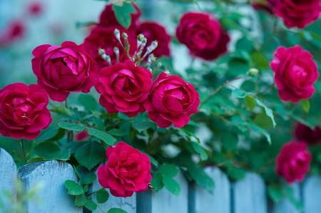 Red roses with buds on a background of a green bush. Bush of red roses is blooming on the blue fence.の写真素材