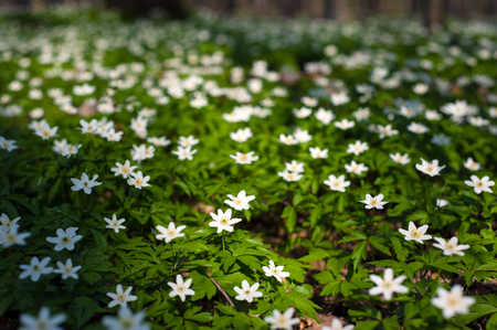 Anemone nemorosa flower in the forest in the sunny day. Wood anemone blooming in the spring season.の写真素材