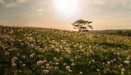 Faded pasque-flower. against the backdrop of the setting sun. Dramatic landscape with a glade of flowers illuminated by the sun on a summer sunny day.の写真素材