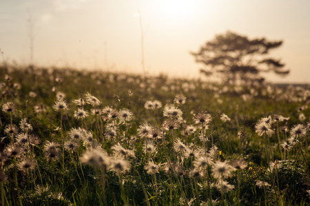 Faded pasque-flower. against the backdrop of the setting sun. Dramatic landscape with a glade of flowers illuminated by the sun on a summer sunny day.の写真素材