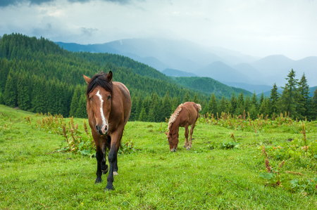 Grazing horse at high-land pasture at Carpathian Mountains after rain. Picture of a beautiful green pasture on a background of mountains.の写真素材