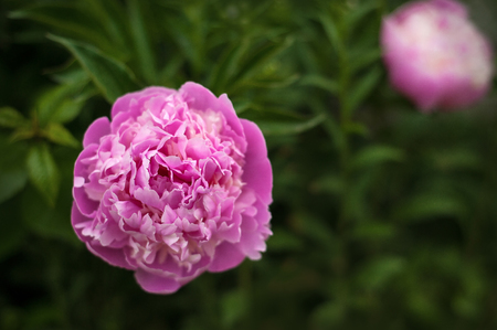 Pink peonies in the garden. Blooming pink peony. Closeup of beautiful pink Peonie flower.の写真素材