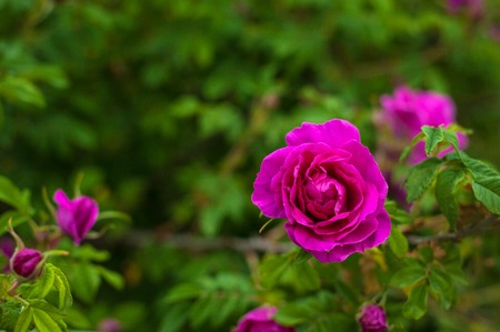 Pink roses with buds on a background of a green bush in the garden. Beautiful pink flowers in the summer garden.の写真素材
