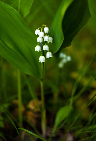 Lily of the valley (Convall?ria) flower in the spring forest. Beautiful may-lily blooming in the garden.の写真素材