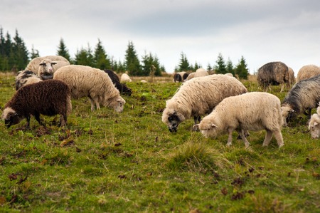Herd of sheep grazing on green pasture in the mountains. Young white and brown sheep graze on the farm.の写真素材