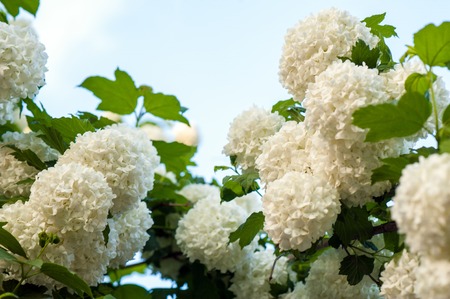 Chinese snowball viburnum flower heads are snowy. Blooming of beautiful white flowers in the summer...