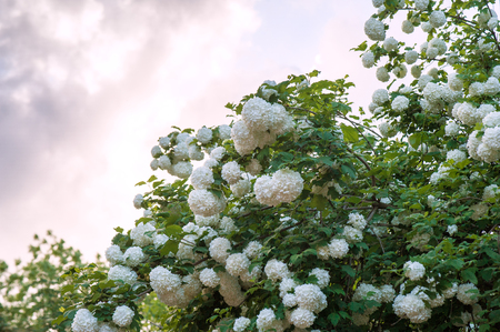 Chinese snowball viburnum flower heads are snowy. Blooming of beautiful white flowers in the summer garden. Delicate caves of white flowers on the branches.の写真素材