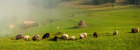 Carpathians, Ukraine. Journey in the mountains. Hiking Travel Lifestyle concept. Flock of sheep in the carpathians.の写真素材