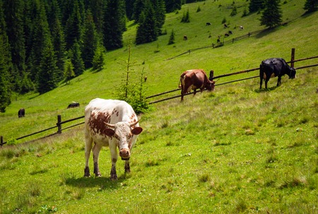Cows graze in the carpathians. Cattle grazing on a beautiful sunny day.の写真素材