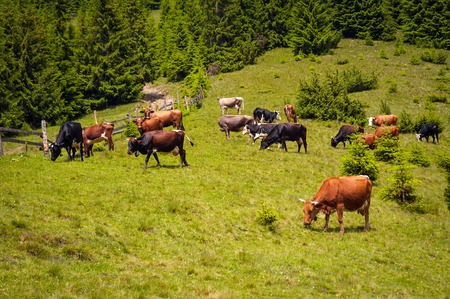 Cows graze in the carpathians. Cattle grazing on a beautiful sunny day.の写真素材