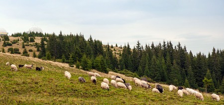 Panorama of the landscape with herd of sheep grazing on the green pasture in the mountains. Young white and brown sheep graze on the farm.の写真素材