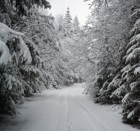 Fury snow falls in the winter fairy forest. Snowy trees in a fabulous winter landscape. Snowy firs...