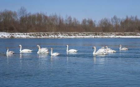 White swans in the early spring. Group of beautiful swans in the blue water.の写真素材