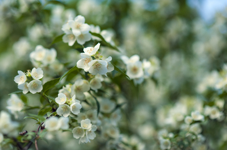 Jasmine blooms in the garden in sunny day. fragrant white jasmine blooms on bush in summer.の写真素材