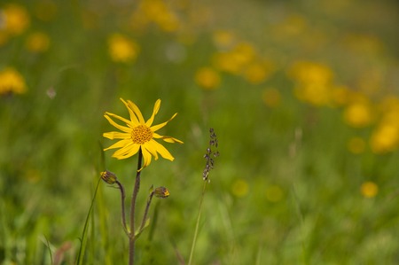 Background or texture. Medicinal plant Arnica (Arnica montana) blooms in alpine meadow.の写真素材