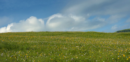 Meadow flowers and herbs in the summer. Medicinal plant Arnica (Arnica montana) blooms in alpine meadow.の写真素材