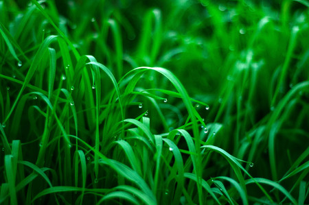 Fresh green grass with dew drops close up. Water drops on the fresh grass after rain. Light morning dew on the green grass.の写真素材