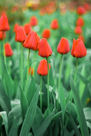 Beautiful tulips flowers blooming in a garden. Colorful tulips in sunny day. Bulbous spring-flowering plant close up.の写真素材