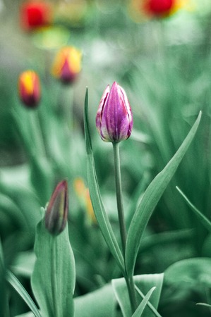 Beautiful tulips flowers blooming in a garden. Colorful tulips in sunny day. Bulbous spring-flowering plant close up.の写真素材