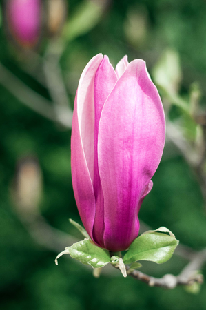 Pink and White Magnolia flowers. Beautiful magnolia tree (Magnolia denudata) is blossoming in park in spring time. Spring background with flowers.の写真素材
