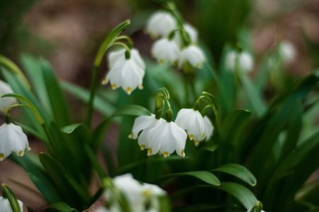 White fresh snowdrops bloom in the forest in spring. Tender spring flowers snowdrops harbingers of warming symbolize the arrival of springの写真素材