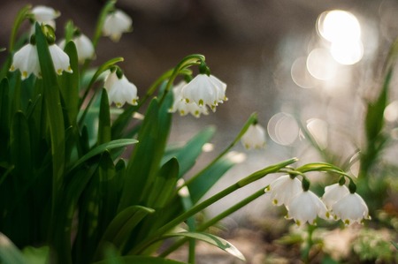 White fresh snowdrops bloom in the forest in spring. Tender spring flowers snowdrops harbingers of warming symbolize the arrival of springの写真素材