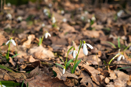 White fresh snowdrops bloom in the forest in spring. Tender spring flowers snowdrops harbingers of warming symbolize the arrival of springの写真素材