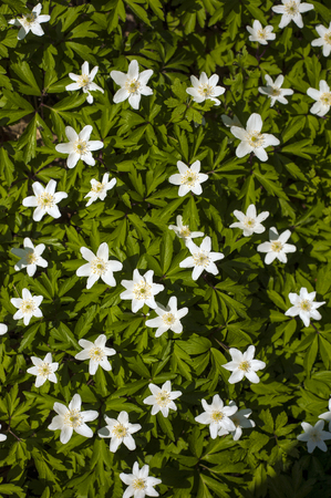 Anemone nemorosa flower in the forest in the sunny day. Wood anemone, windflower, thimbleweed. Fabulous green forest with blue and white flowers. Beautiful summer forest landscape.の写真素材