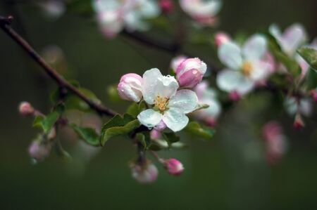 The beautiful Apple tree blooms. Spring flowers. Close-up of white and pink flowers