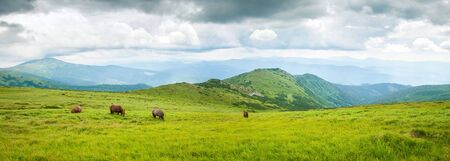 Grazing horses at the high-land pasture at Carpathian Mountains. Herd of horses is grazed against the mountains in the summer.の写真素材
