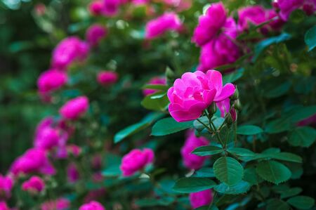 Bright pink roses with buds on a background of a green bush after rain. Beautiful pink roses in the...