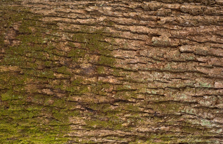 Embossed texture of the bark of oak. Photo of the oak texture with mossの写真素材