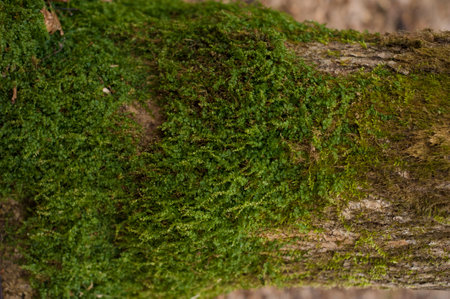Embossed texture of the bark of oak. Photo of the oak texture with mossの写真素材