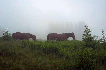 Horses grazing in a meadow Carpathian mountain valley in Ukraine. Two brown horses grazing in early foggy morning. Early misty morning in mountains with horses.の写真素材