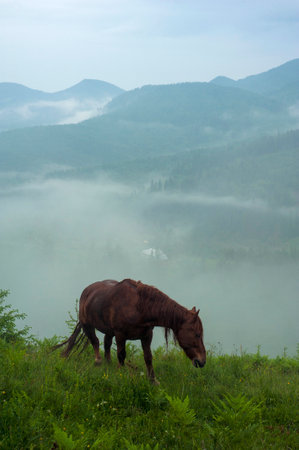 Horse grazing in a meadow Carpathian mountain valley in Ukraine. Brown horse grazing in early foggy morning. Early misty morning in mountains with horse.の写真素材