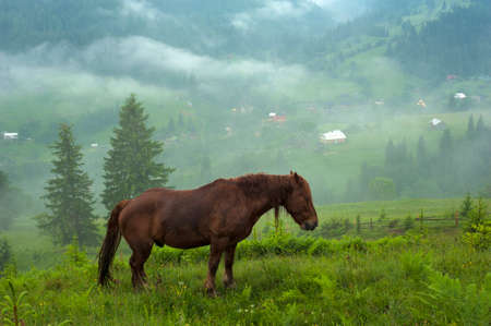 Horse grazing in a meadow Carpathian mountain valley in Ukraine. Brown horse grazing in early foggy morning. Early misty morning in mountains with horse.の写真素材
