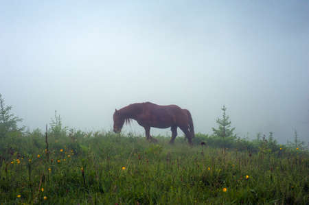 Horse grazing in a meadow Carpathian mountain valley in Ukraine. Brown horse grazing in early foggy morning. Early misty morning in mountains with horse.の写真素材