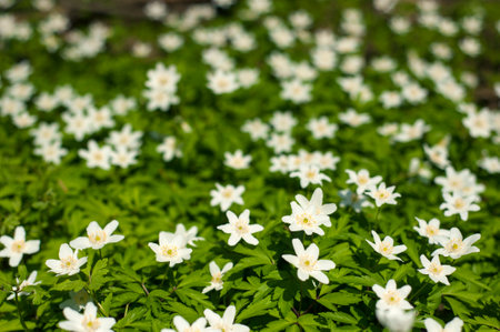 Anemone nemorosa flower in the forest in the sunny day. Wood anemone, windflower, thimbleweed.の写真素材