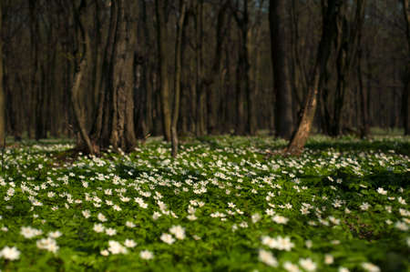 Anemone nemorosa flower in the forest in the sunny day. Wood anemone, windflower, thimbleweed.の写真素材