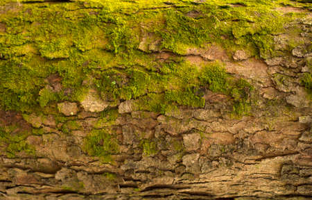 Embossed texture of the bark of fir. Photo of the fir-tree texture with green moss.