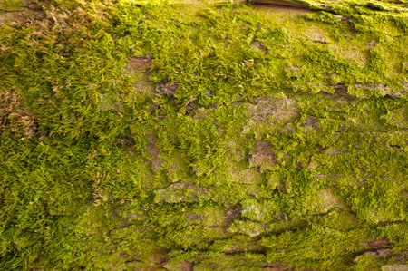 Embossed texture of the bark of fir. Photo of the fir-tree texture with green moss.の写真素材