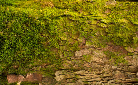 Embossed texture of the bark of fir. Photo of the fir-tree texture with green moss.の写真素材