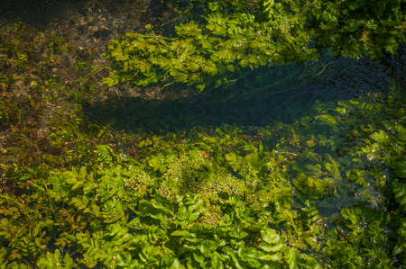 Green algae under clear water. Texture of flooded algae underwater in a stream. Clear water with highlights and ripples. Texture of clear water.の写真素材